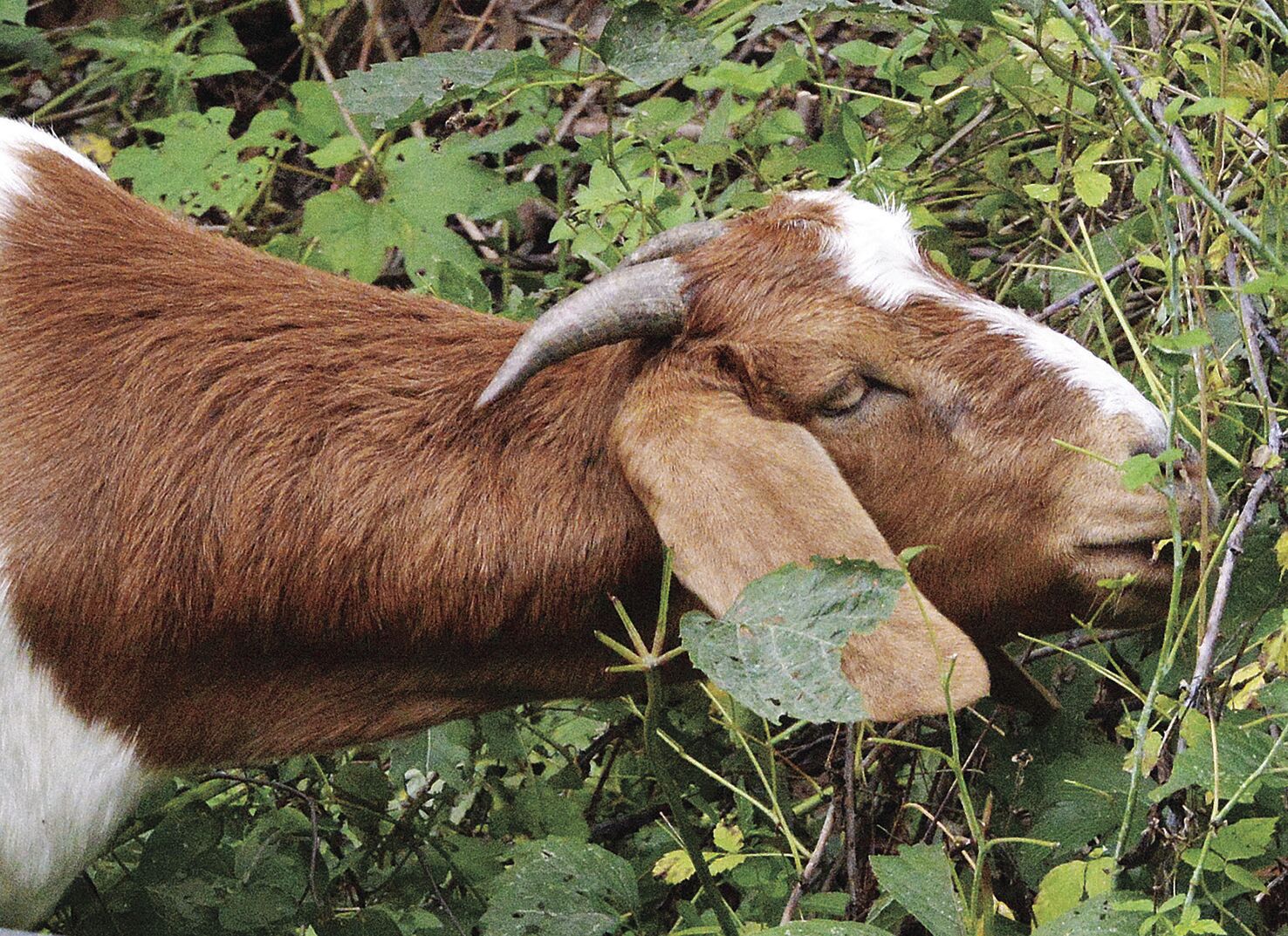 Goats to the rescue